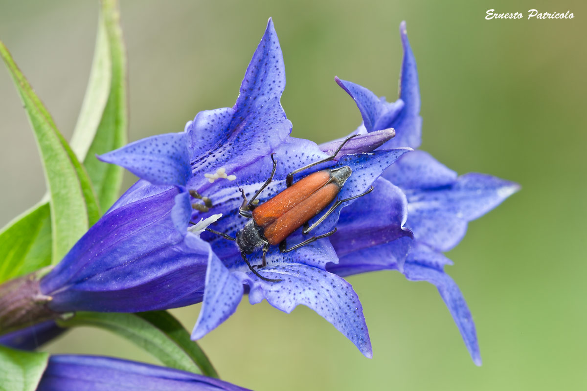 Anastrangalia dubia, Cerambycidae